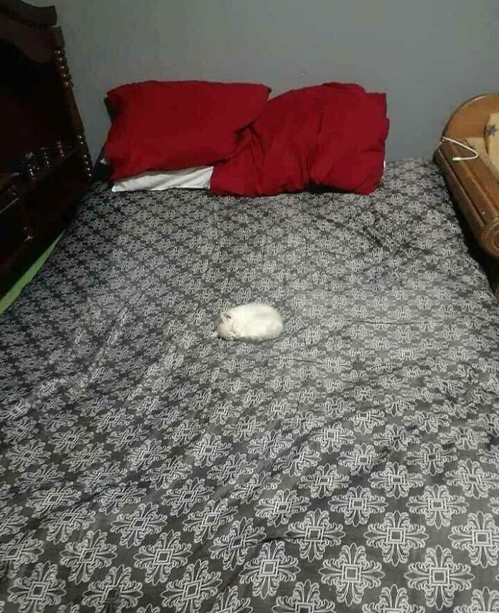 콩알만한 고양이들 | 인스티즈