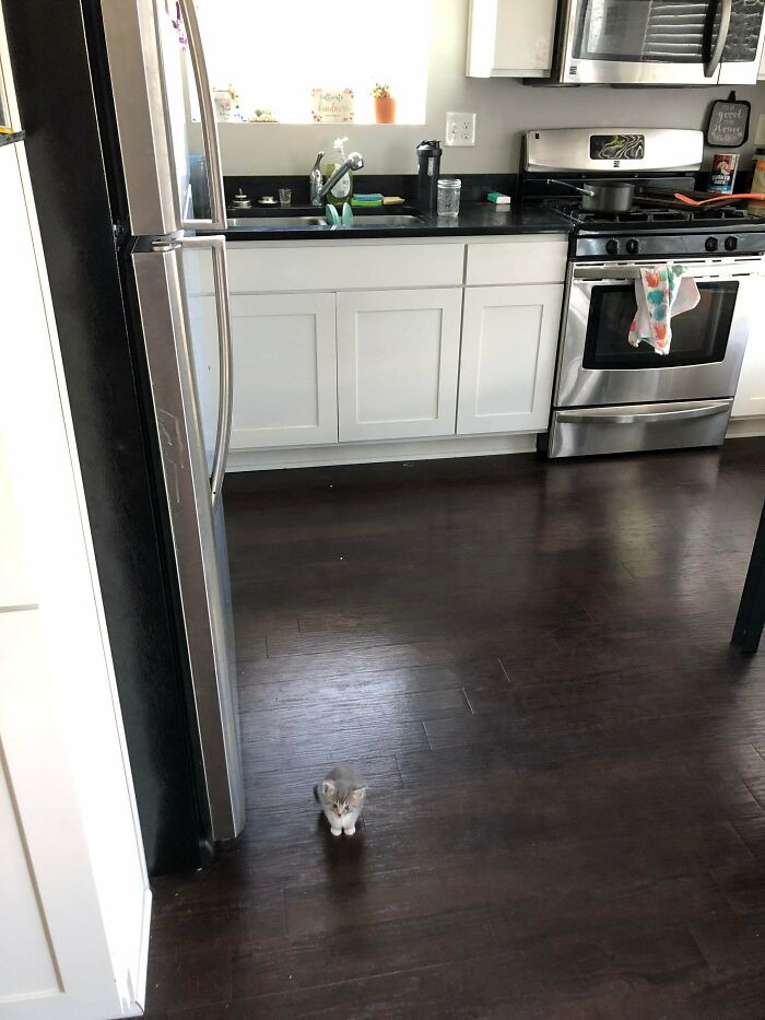 콩알만한 고양이들 | 인스티즈