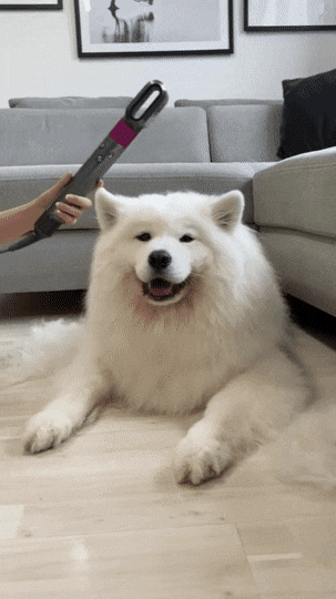 사모예드 털뽑기 | 인스티즈