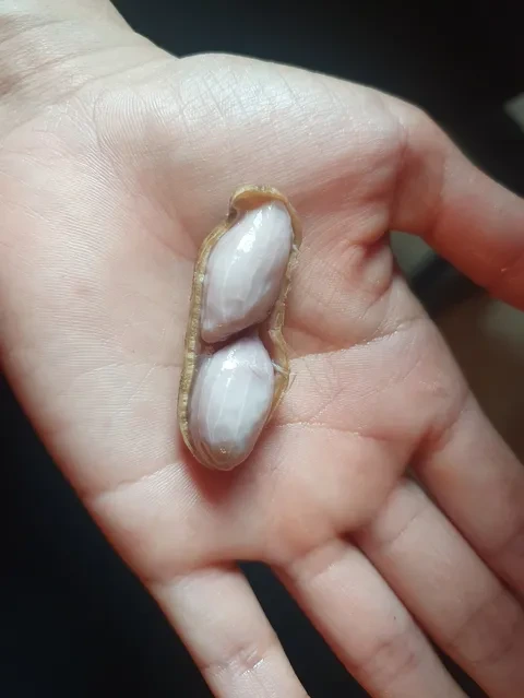 땅콩을 왜 삶아요?? | 인스티즈