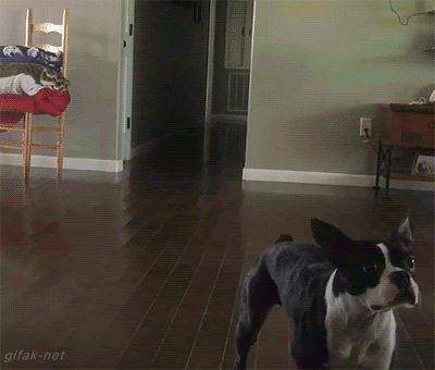 덤블링해서 공잡기 | 인스티즈