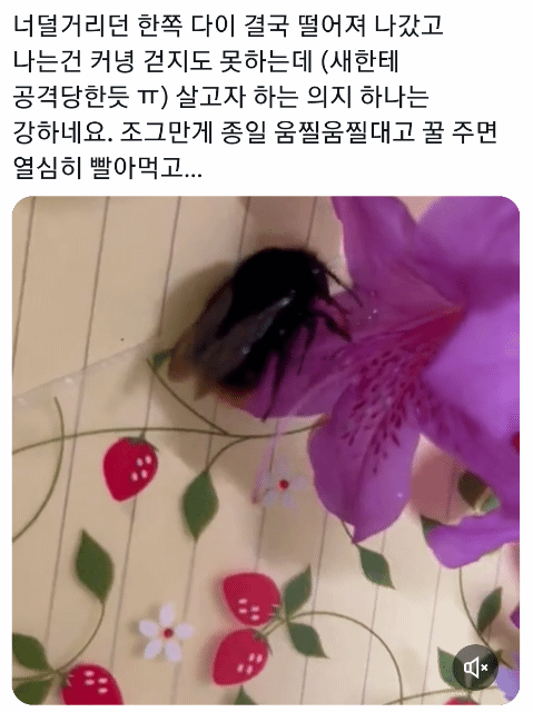 죽어가는 호박벌을 벌줍해버린 트위터리안의 벌줍일기...jpg | 인스티즈