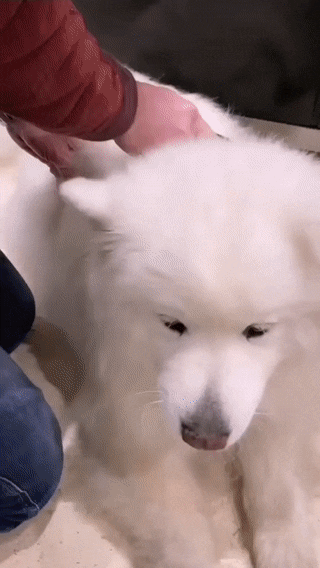 강아지 털을 오븐에 구웠다 | 인스티즈