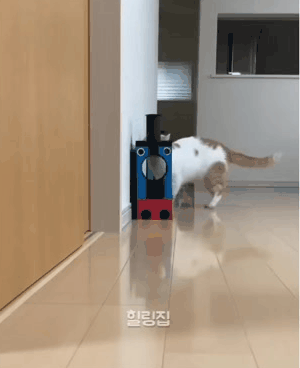 쇼핑백 좋아하는 냥이 위해서 특별한 쇼핑백 제작한 집사ㅋㅋ | 인스티즈