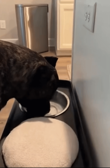 물 마신후 입을 닦도록 훈련받은 강아지 | 인스티즈