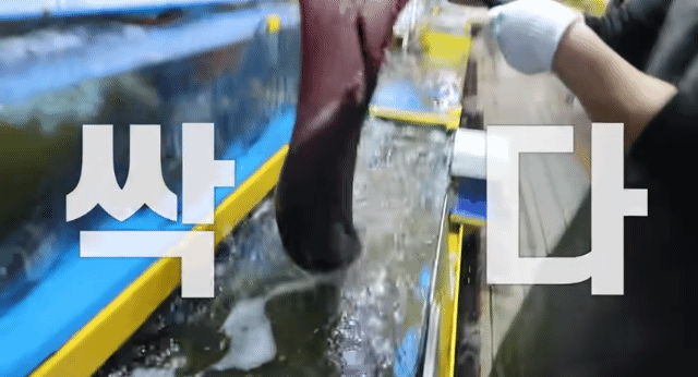 대방어 10KG 박살내는 쯔양.jpg | 인스티즈