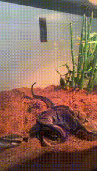 방구뀌는 뱀 | 인스티즈