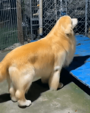 털관리 잘한 리트리버 | 인스티즈