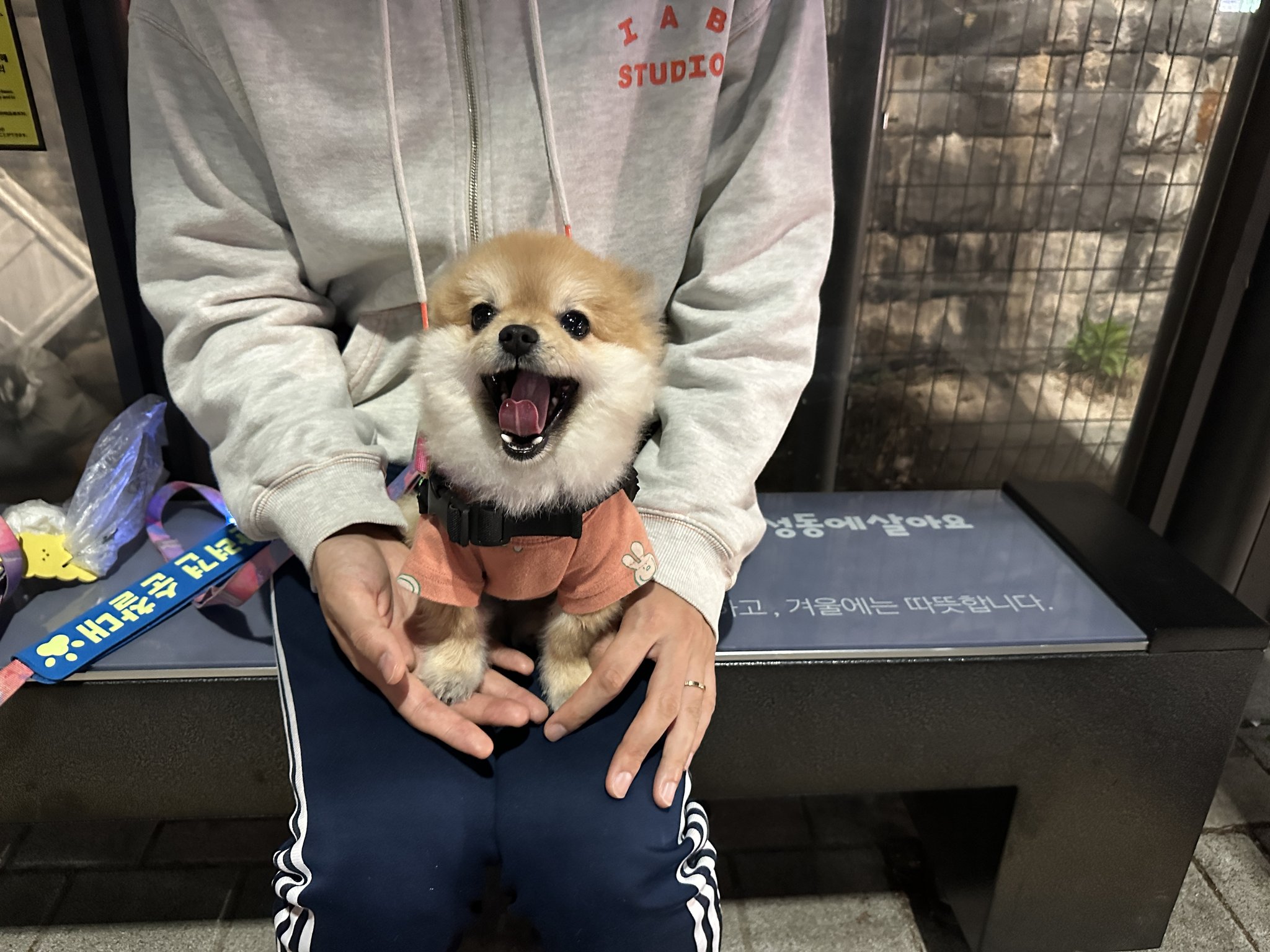 반려견 순찰대라는게 있어서 신청자명단 보는데 성동구는 호두라는 이름의 포메라니안이 지원했다고함.twt | 인스티즈