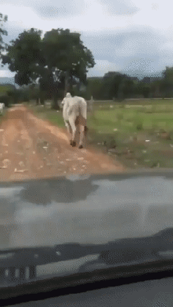 오뉴월 쇠불알 늘어지듯 | 인스티즈