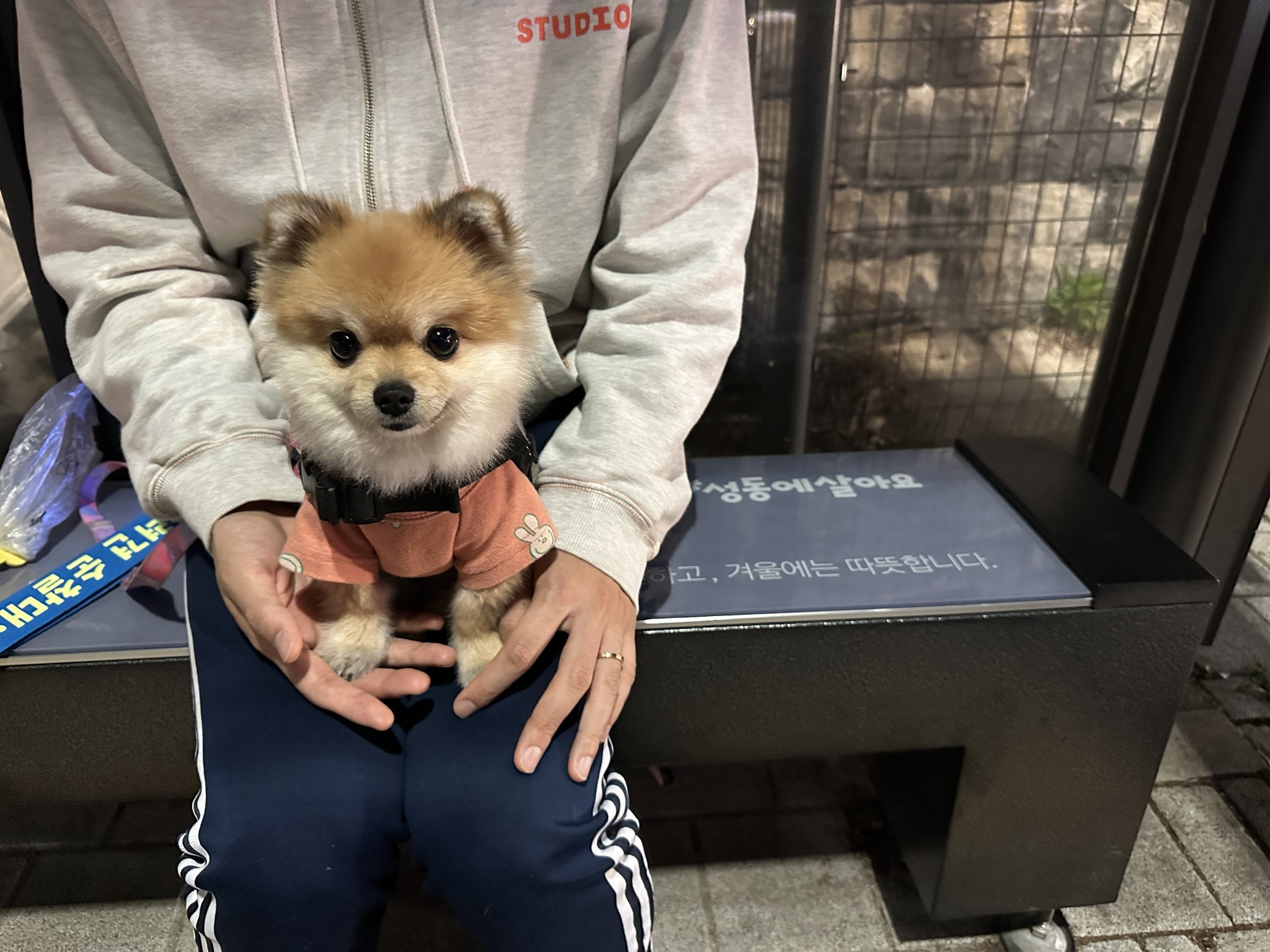 반려견 순찰대라는게 있어서 신청자명단 보는데 성동구는 호두라는 이름의 포메라니안이 지원했다고함.twt | 인스티즈