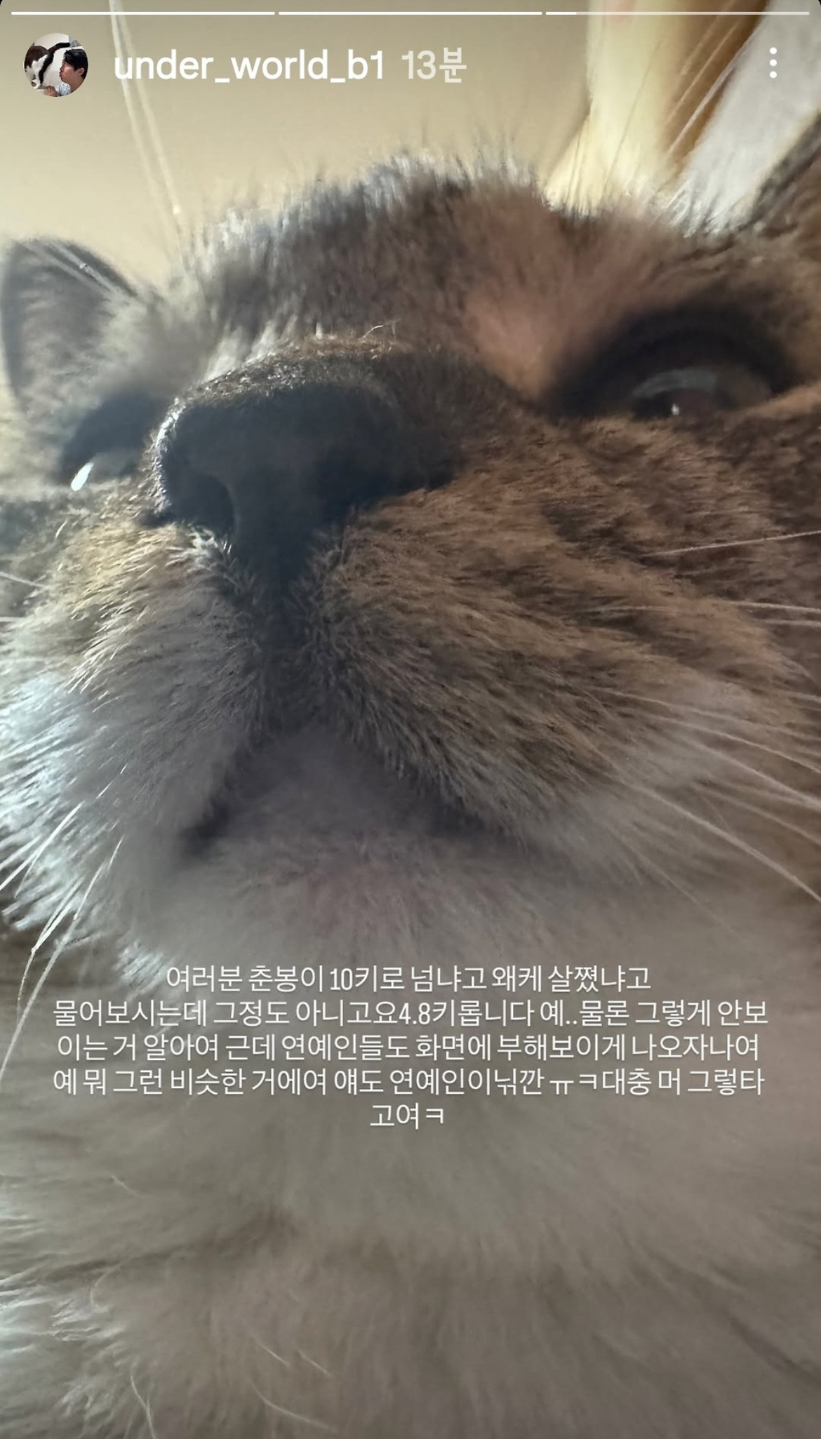 의외로(?) 안뚱쭝한 고양이 춘봉 | 인스티즈