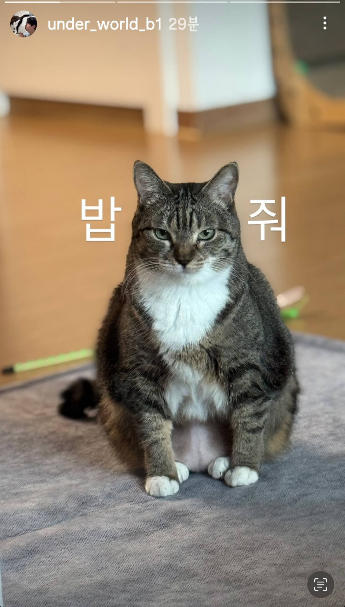 의외로(?) 안뚱쭝한 고양이 춘봉 | 인스티즈