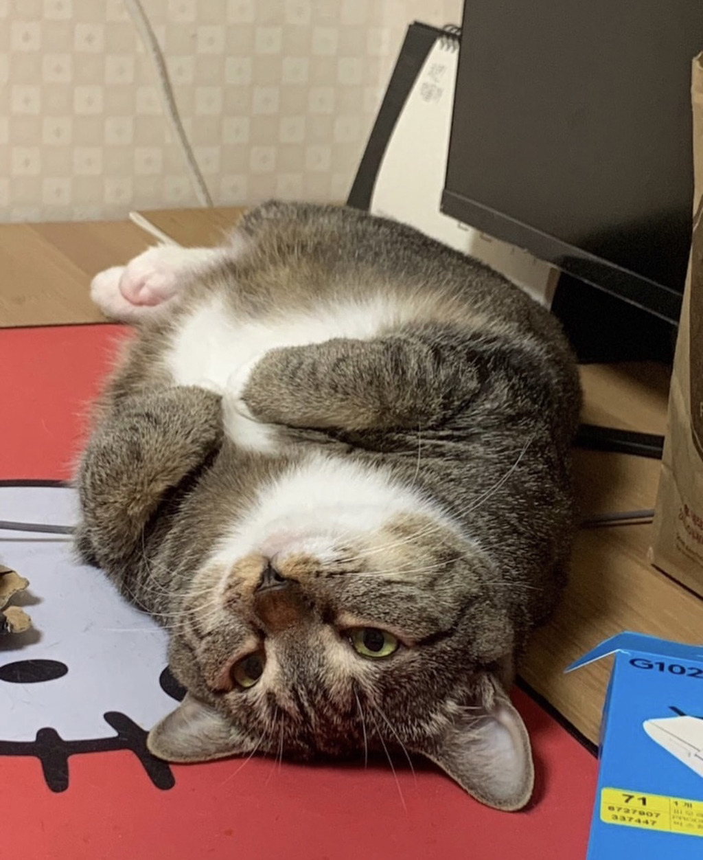 의외로(?) 안뚱쭝한 고양이 춘봉 | 인스티즈