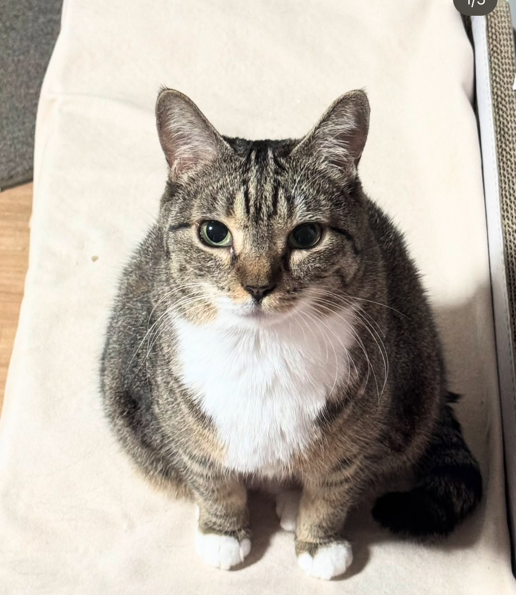 의외로(?) 안뚱쭝한 고양이 춘봉 | 인스티즈