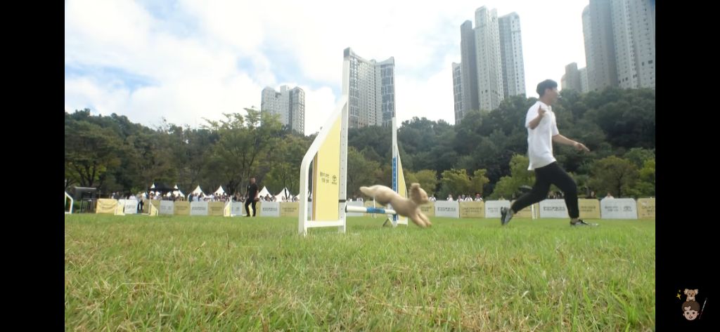 시각장애인과 천재견의 어질리티 출전 | 인스티즈