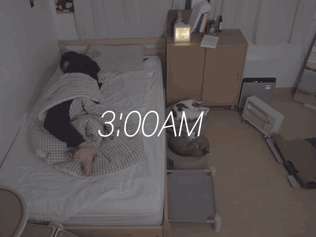 고양이들과 함께 자는 집사의 밤 | 인스티즈