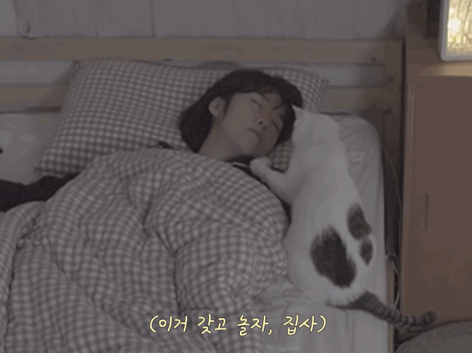 고양이들과 함께 자는 집사의 밤 | 인스티즈