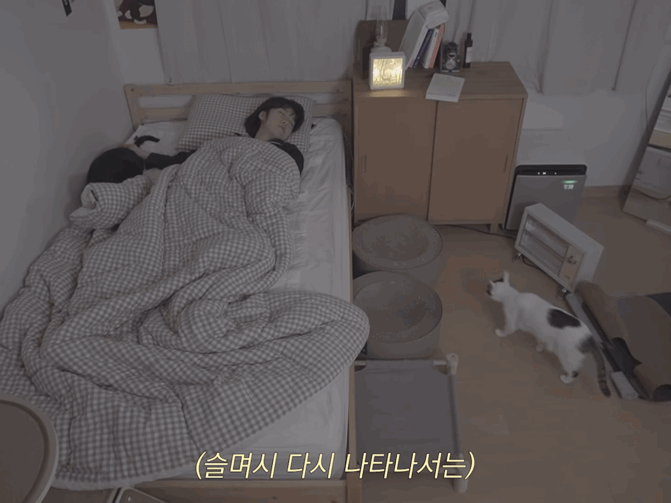 고양이들과 함께 자는 집사의 밤 | 인스티즈