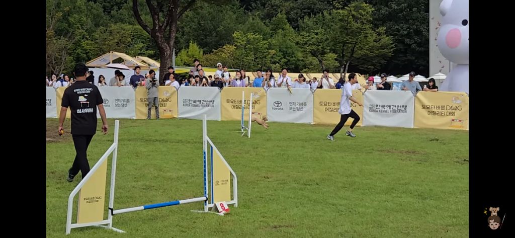 시각장애인과 천재견의 어질리티 출전 | 인스티즈