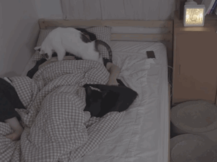 고양이들과 함께 자는 집사의 밤 | 인스티즈