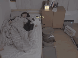 고양이들과 함께 자는 집사의 밤 | 인스티즈