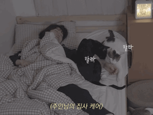 고양이들과 함께 자는 집사의 밤 | 인스티즈