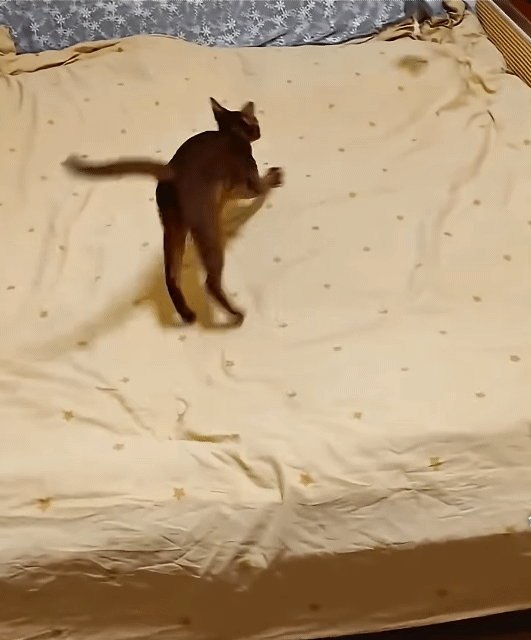  고양이 기력빼는 놀이기구 | 인스티즈