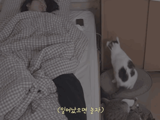 고양이들과 함께 자는 집사의 밤 | 인스티즈