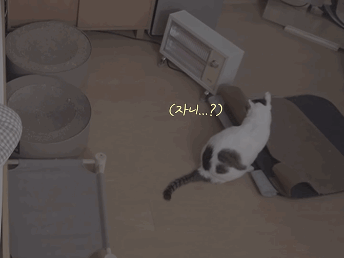 고양이들과 함께 자는 집사의 밤 | 인스티즈