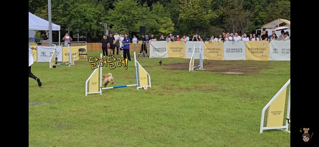 시각장애인과 천재견의 어질리티 출전 | 인스티즈