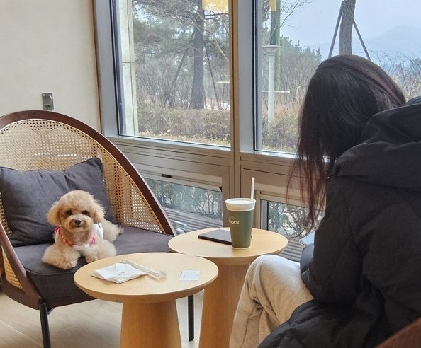 반려동물 동반식당 곧 '합법'… 명확한 안전·위생대책 '과제' | 인스티즈