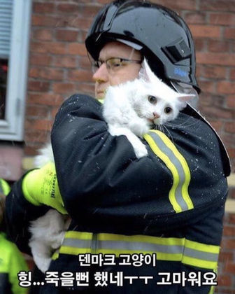 덴마크 고양이 러시아 고양이 차이점 | 인스티즈