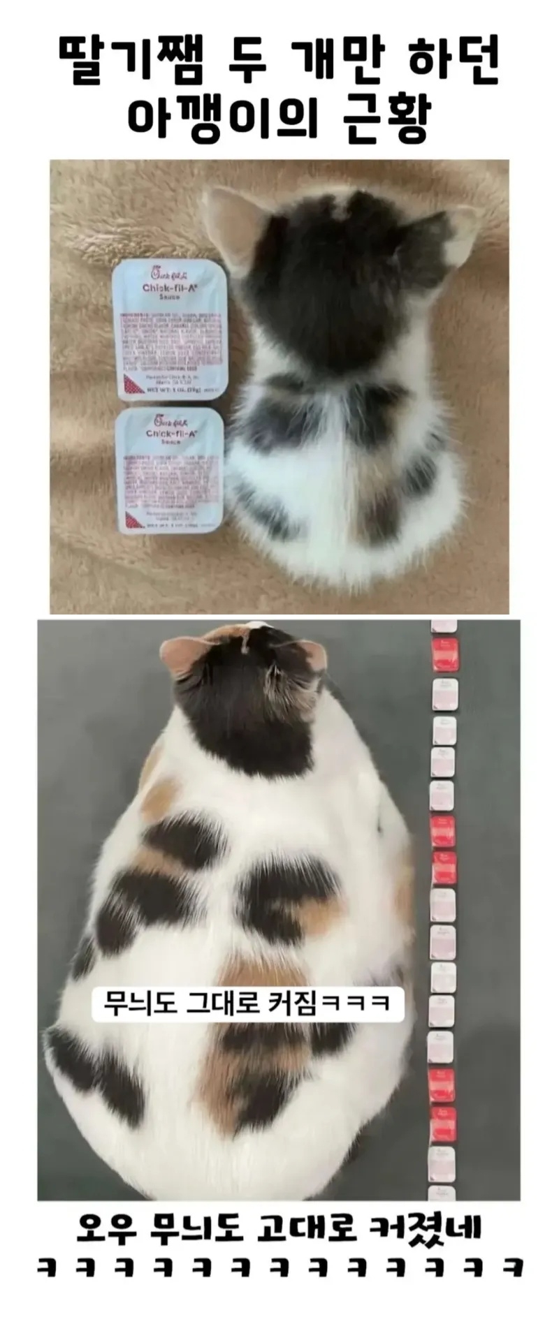 딸기잼 두 개 크기의 아깽이 근황 | 인스티즈