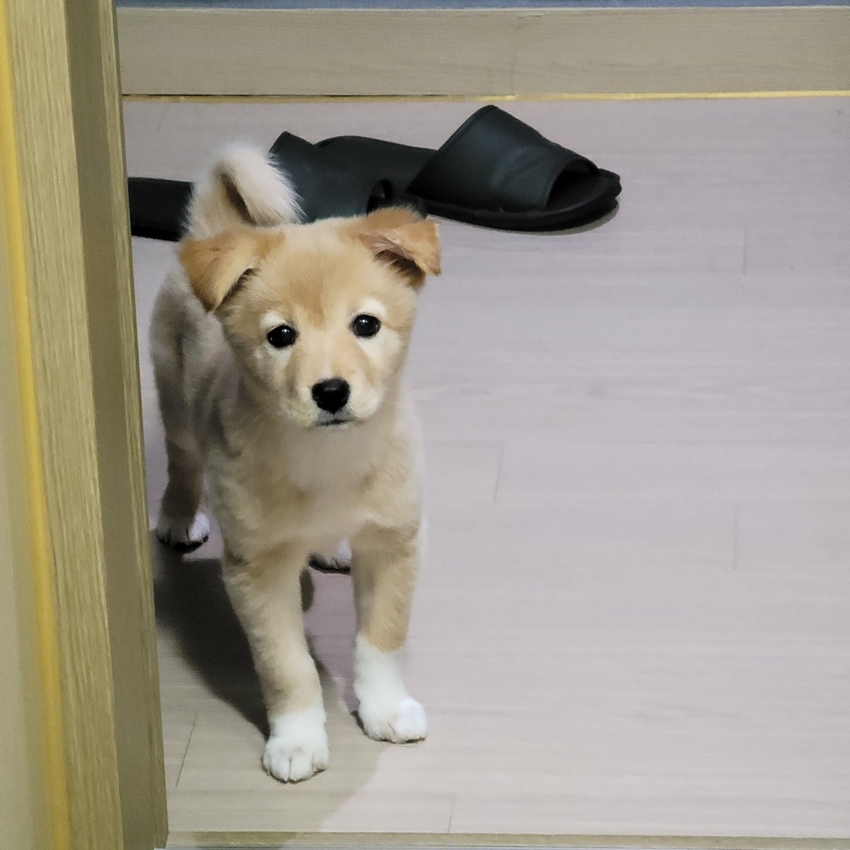 강아지가 이 정도로 롱다리로 클지 몰랐다는 견주 | 인스티즈