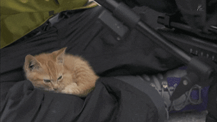 촬영중 간택 당한 카메라맨.gif | 인스티즈