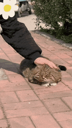 사람 손길에 납작해진 고양이 | 인스티즈