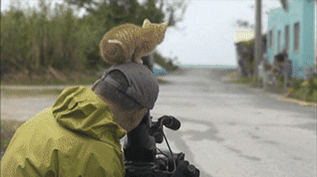 촬영중 간택 당한 카메라맨.gif | 인스티즈