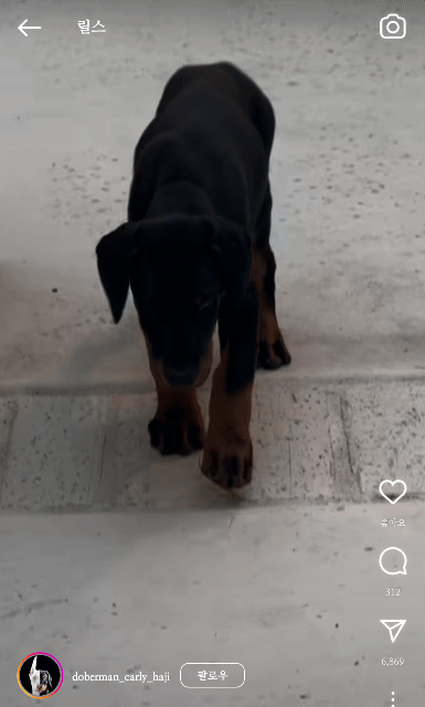 새끼 도베르만 발 크기 | 인스티즈