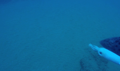 바다속의 돌고래를 촬영하기 위해 만들어진 카메라 퀄리티ㅋㅋㅋㅋ.jpgif | 인스티즈