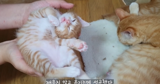 집사의 손침대가 맘에 든 고양이 (심장폭행주의..) | 인스티즈