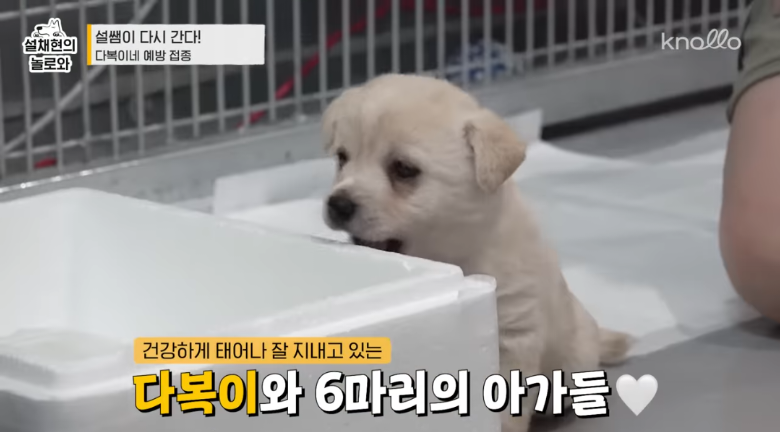 설채현 진돗들 주사놔주다가 우네 | 인스티즈