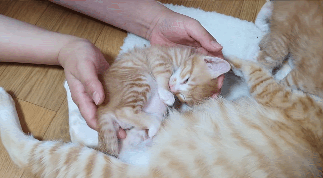 집사의 손침대가 맘에 든 고양이 (심장폭행주의..) | 인스티즈