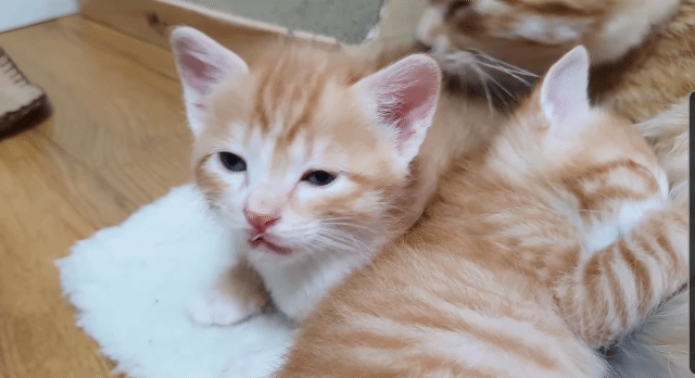 집사의 손침대가 맘에 든 고양이 (심장폭행주의..) | 인스티즈