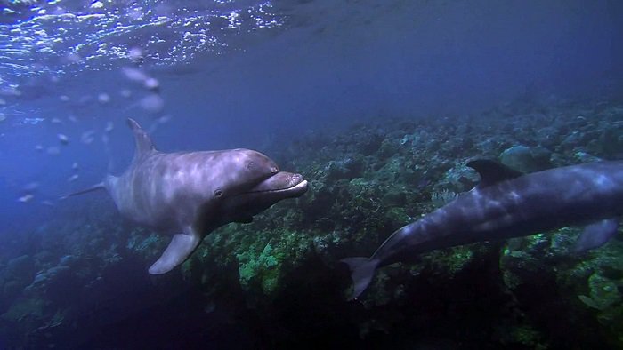 바다속의 돌고래를 촬영하기 위해 만들어진 카메라 퀄리티ㅋㅋㅋㅋ.jpgif | 인스티즈