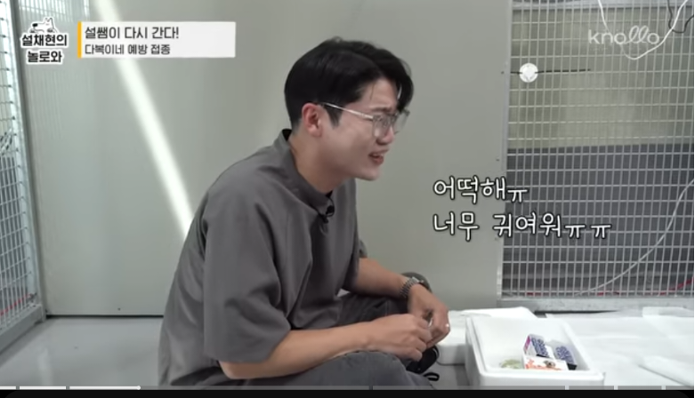 설채현 진돗들 주사놔주다가 우네 | 인스티즈