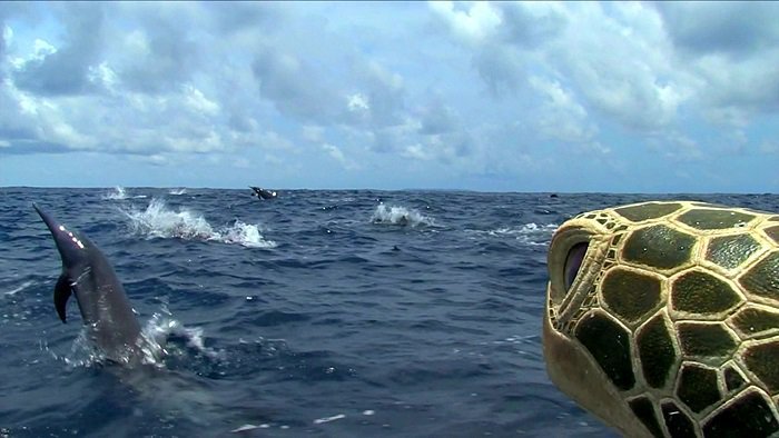 바다속의 돌고래를 촬영하기 위해 만들어진 카메라 퀄리티ㅋㅋㅋㅋ.jpgif | 인스티즈