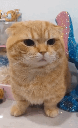 고양이로 만든 햄버거 | 인스티즈