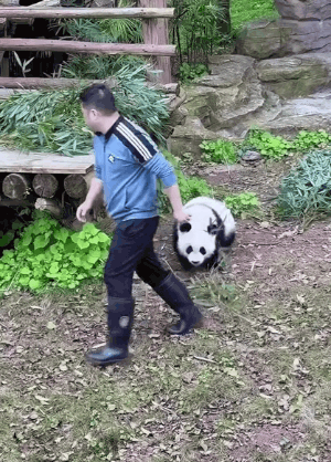 할부지 따라서 쉘터 올라가겠다는 판다🐼 치잉💛 | 인스티즈