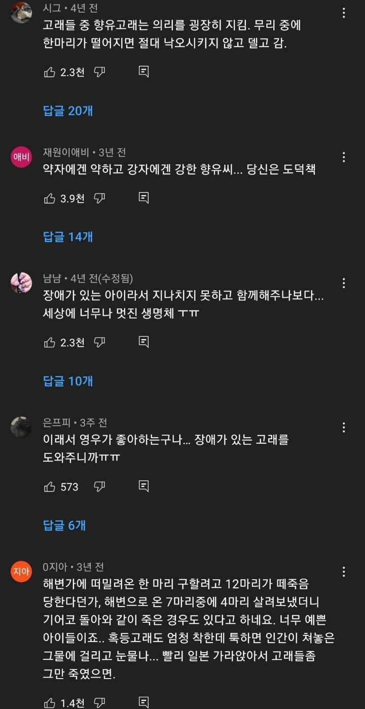 장애를 지닌 돌고래를 돌봐준 향유고래들 | 인스티즈